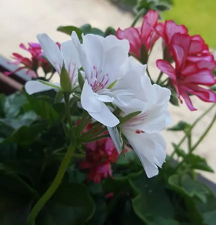 Cafe & Carmen Pensionat 3*