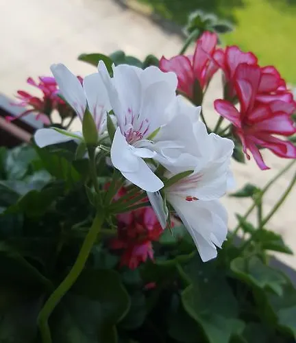 Cafe & Carmen ゲストハウス 3*